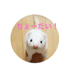 フェレットとイヌ短い返信スタンプ（個別スタンプ：6）