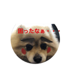 フェレットとイヌ短い返信スタンプ（個別スタンプ：8）