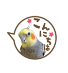 毎日使える！オカメインコの吹き出し実写版（個別スタンプ：2）