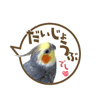 毎日使える！オカメインコの吹き出し実写版（個別スタンプ：4）