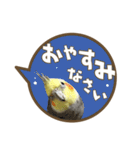 毎日使える！オカメインコの吹き出し実写版（個別スタンプ：6）