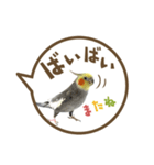 毎日使える！オカメインコの吹き出し実写版（個別スタンプ：7）