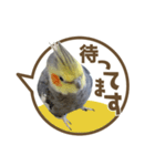 毎日使える！オカメインコの吹き出し実写版（個別スタンプ：20）