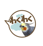 毎日使える！オカメインコの吹き出し実写版（個別スタンプ：35）