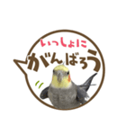 毎日使える！オカメインコの吹き出し実写版（個別スタンプ：36）