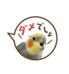 毎日使える！オカメインコの吹き出し実写版（個別スタンプ：37）