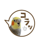 毎日使える！オカメインコの吹き出し実写版（個別スタンプ：38）