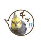 毎日使える！オカメインコの吹き出し実写版（個別スタンプ：40）