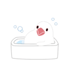 かわいい文鳥2（個別スタンプ：20）