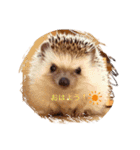ハリネズミの、さぼてん＆はり太郎 #2（個別スタンプ：1）