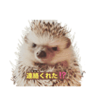 ハリネズミの、さぼてん＆はり太郎 #2（個別スタンプ：2）