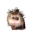 ハリネズミの、さぼてん＆はり太郎 #2（個別スタンプ：3）