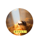 ハリネズミの、さぼてん＆はり太郎 #2（個別スタンプ：9）
