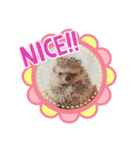 ハリネズミの、さぼてん＆はり太郎 #2（個別スタンプ：15）