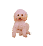 chocolate macaron bear（個別スタンプ：2）