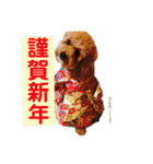 chocolate macaron bear（個別スタンプ：9）