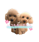 chocolate macaron bear（個別スタンプ：10）