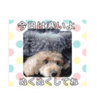 chocolate macaron bear（個別スタンプ：13）