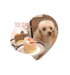 chocolate macaron bear（個別スタンプ：15）