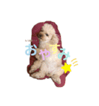 chocolate macaron bear（個別スタンプ：17）