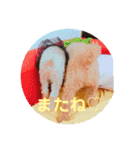 chocolate macaron bear（個別スタンプ：24）