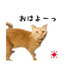 小麦のお願い2（個別スタンプ：1）