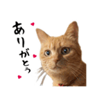 小麦のお願い2（個別スタンプ：3）