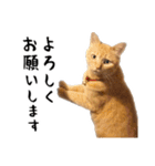 小麦のお願い2（個別スタンプ：5）
