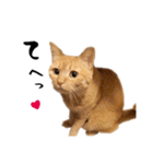 小麦のお願い2（個別スタンプ：9）