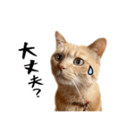 小麦のお願い2（個別スタンプ：11）