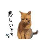 小麦のお願い2（個別スタンプ：14）