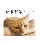 小麦のお願い2（個別スタンプ：16）