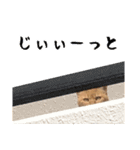 小麦のお願い2（個別スタンプ：18）