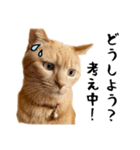 小麦のお願い2（個別スタンプ：24）