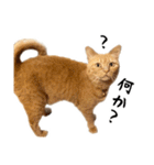 小麦のお願い2（個別スタンプ：26）