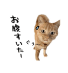小麦のお願い2（個別スタンプ：32）