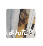 あむくんとてんちゃん（個別スタンプ：4）