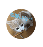あむくんとてんちゃん（個別スタンプ：17）