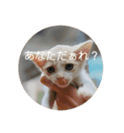 あむくんとてんちゃん（個別スタンプ：23）