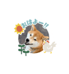 柴犬マロンの可愛いスタンプ（個別スタンプ：1）