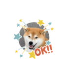 柴犬マロンの可愛いスタンプ（個別スタンプ：2）