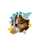 柴犬マロンの可愛いスタンプ（個別スタンプ：5）