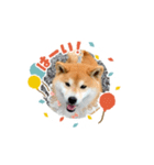 柴犬マロンの可愛いスタンプ（個別スタンプ：6）