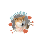 柴犬マロンの可愛いスタンプ（個別スタンプ：7）