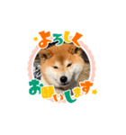 柴犬マロンの可愛いスタンプ（個別スタンプ：8）