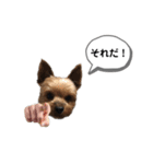 ヨークシャーテリアのアッくん（個別スタンプ：9）