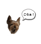 ヨークシャーテリアのアッくん（個別スタンプ：10）