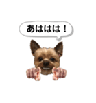 ヨークシャーテリアのアッくん（個別スタンプ：11）