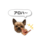 ヨークシャーテリアのアッくん（個別スタンプ：12）