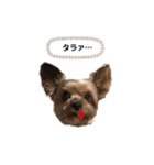 ヨークシャーテリアのアッくん（個別スタンプ：13）